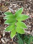 Plant name: Solomon's Seal Polygonatum odoratum var. pluriflorum cv. Variegatum